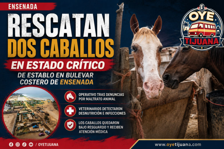 Rescatan caballos en Ensenada