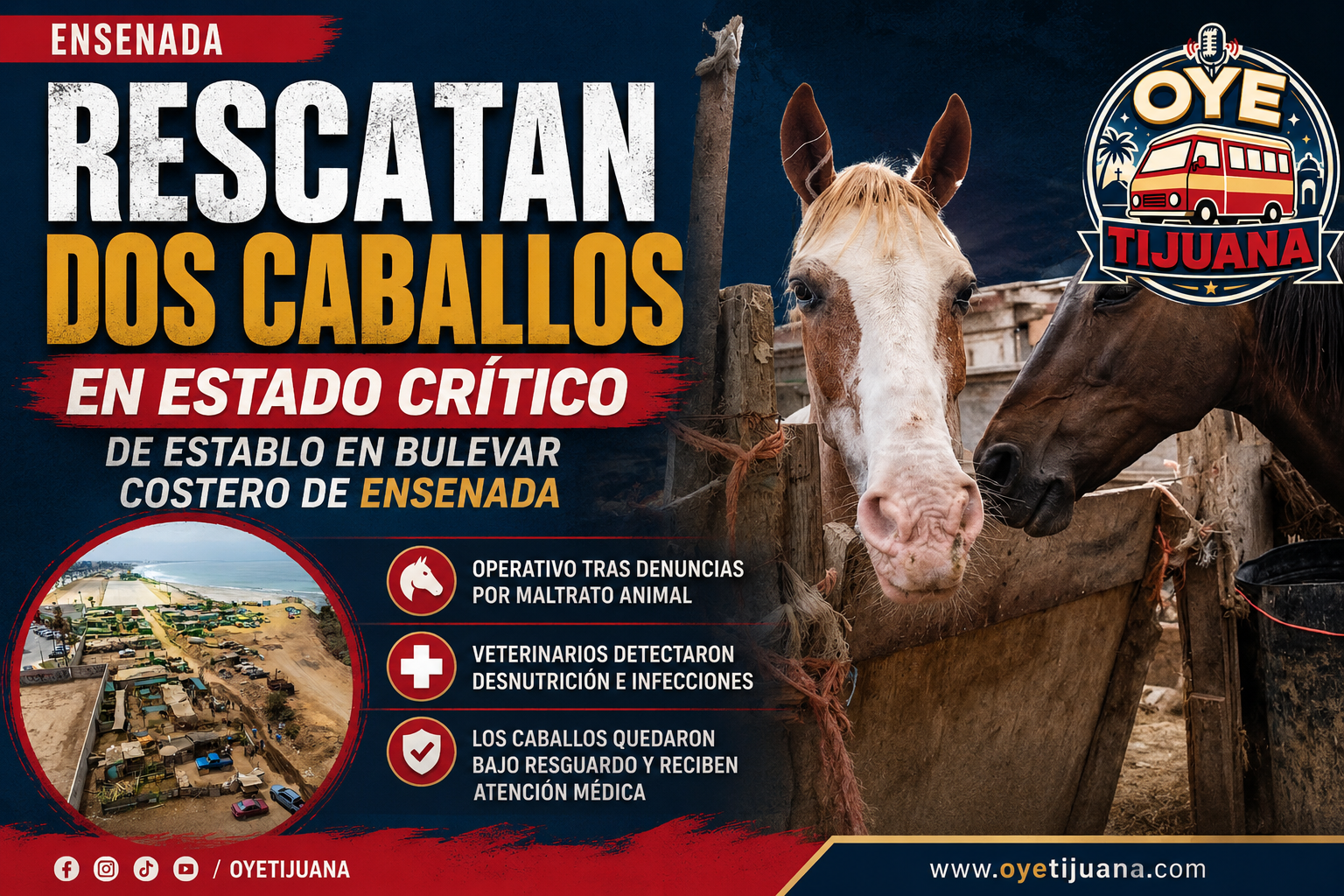 Rescatan caballos en Ensenada